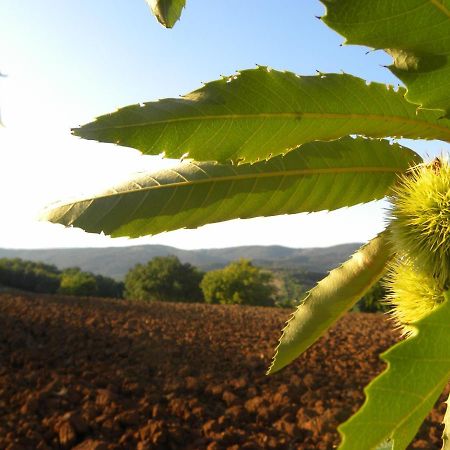 Agriristoro Podere S. Andrea Massa Marittima Ngoại thất bức ảnh