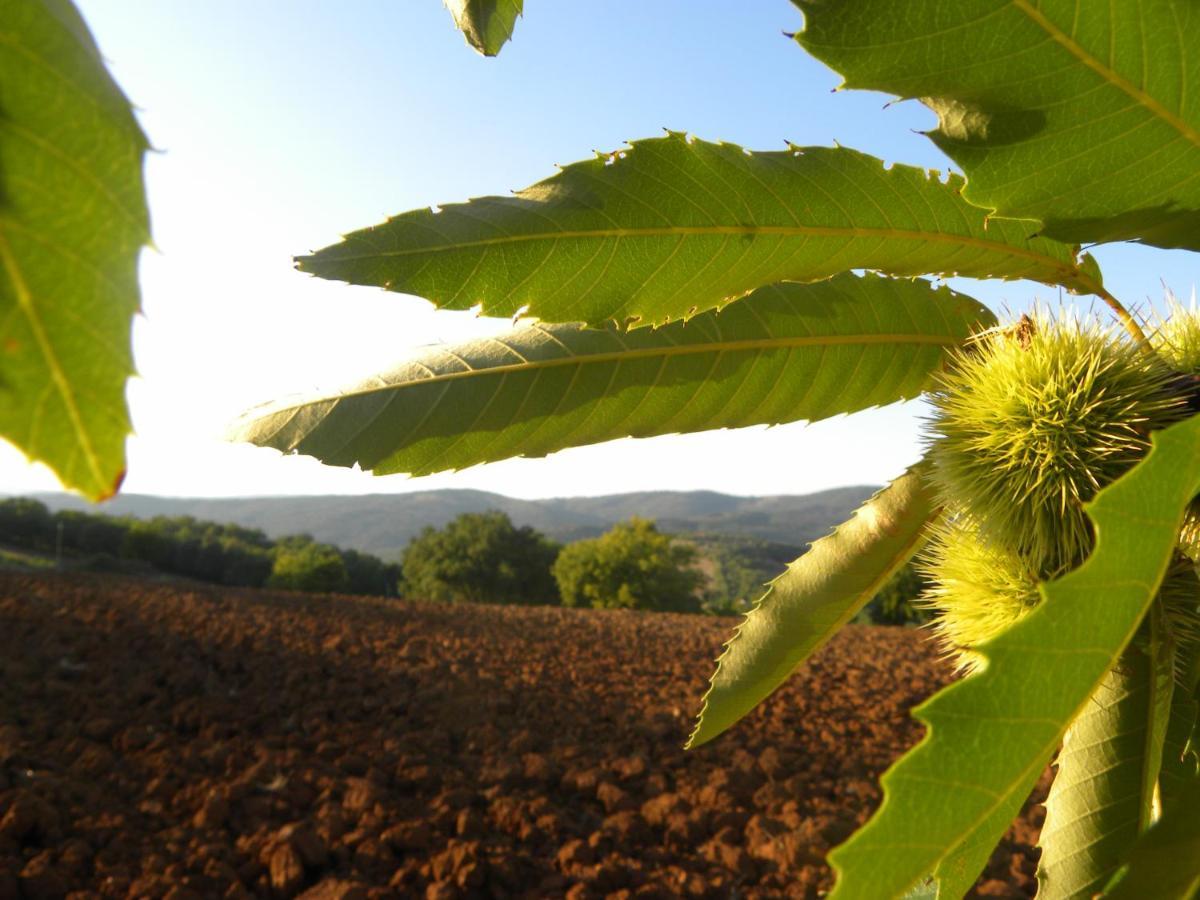 Agriristoro Podere S. Andrea Massa Marittima Ngoại thất bức ảnh