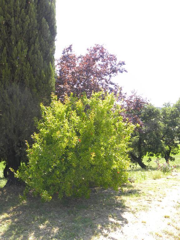 Agriristoro Podere S. Andrea Massa Marittima Ngoại thất bức ảnh